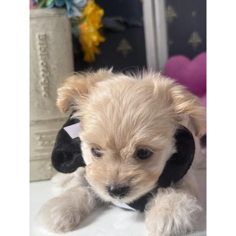 成約済の宮崎県のチワプー:チワワ×トイプードル-413240の3枚目