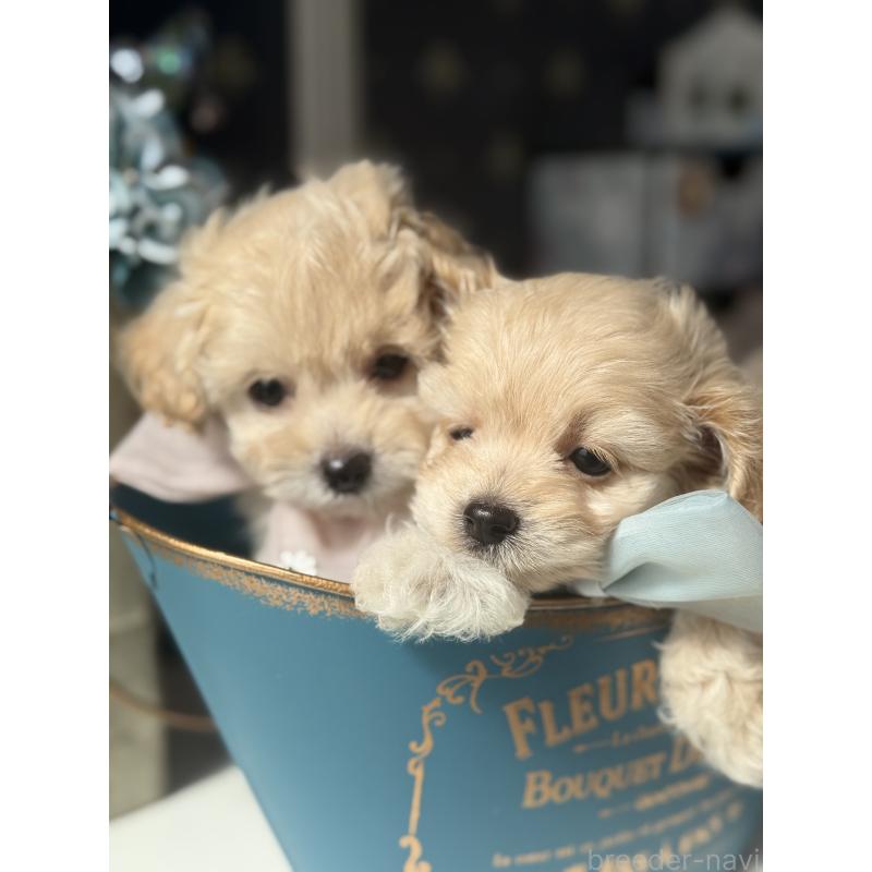 成約済の宮崎県のチワプー:チワワ×トイプードル-413240の2枚目