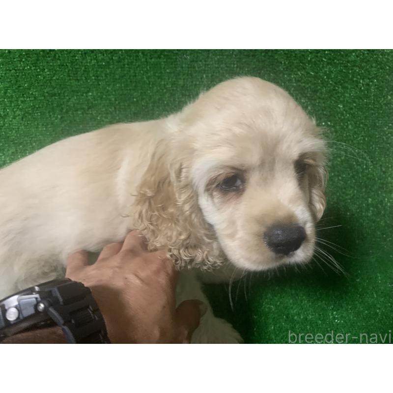 販売中の愛知県のアメリカンコッカースパニエル-414680の4枚目