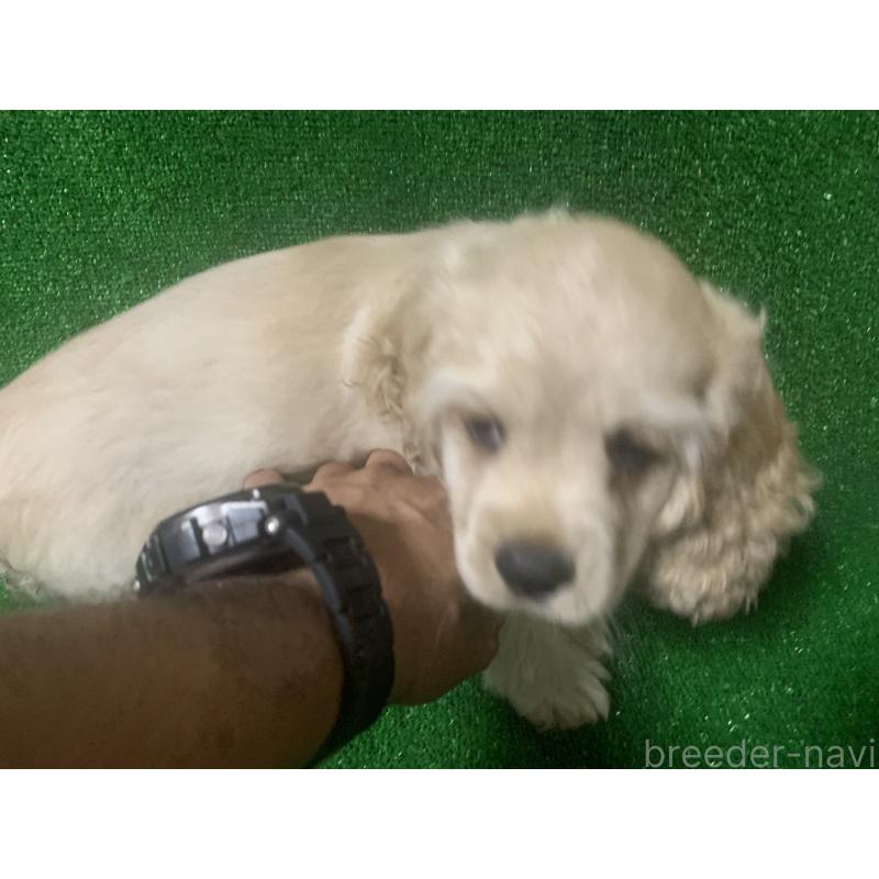 販売中の愛知県のアメリカンコッカースパニエル-414680の3枚目