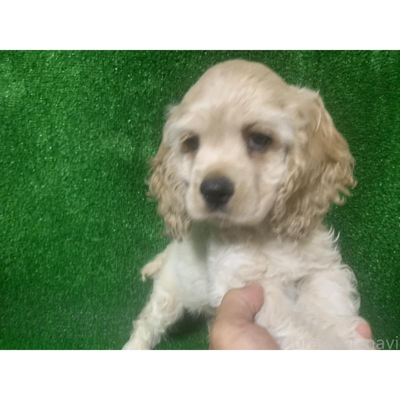 販売中の愛知県のアメリカンコッカースパニエル-414680の2枚目