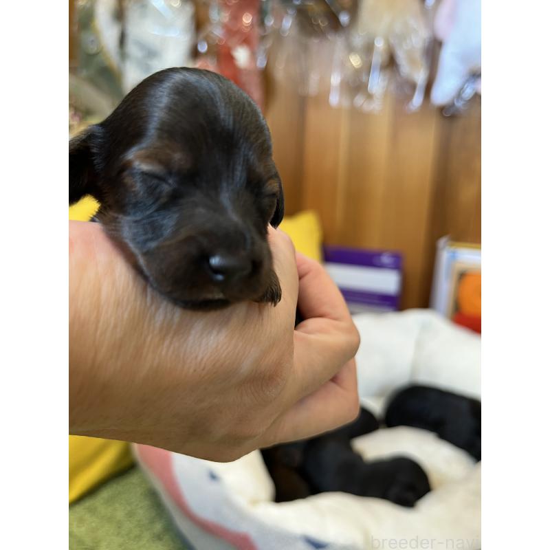 販売中の愛知県のカニンヘンダックスフンド(ロングヘアード)-413557の30枚目