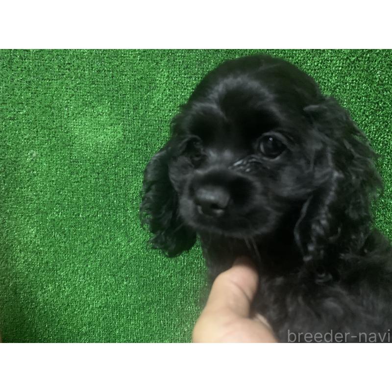 販売中の愛知県のアメリカンコッカースパニエル-414682の4枚目