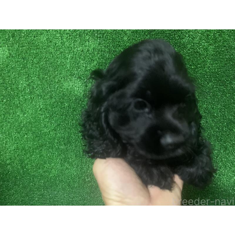販売中の愛知県のアメリカンコッカースパニエル-414682の3枚目
