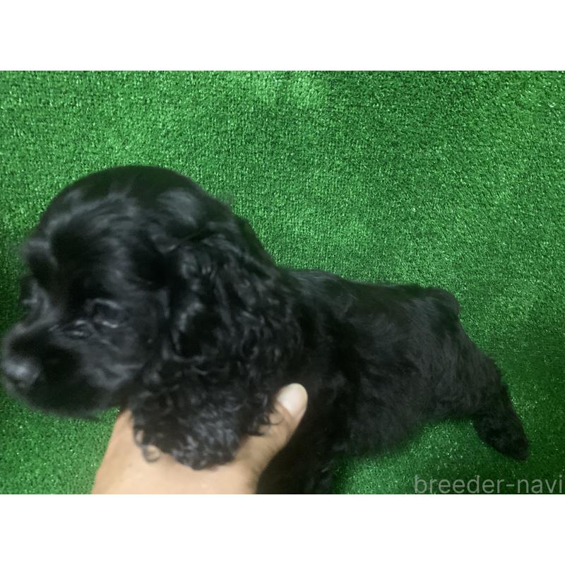 販売中の愛知県のアメリカンコッカースパニエル-414682の2枚目