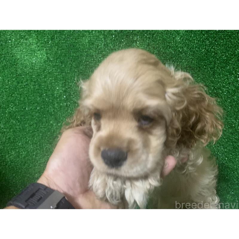 販売中の愛知県のアメリカンコッカースパニエル-414683の3枚目