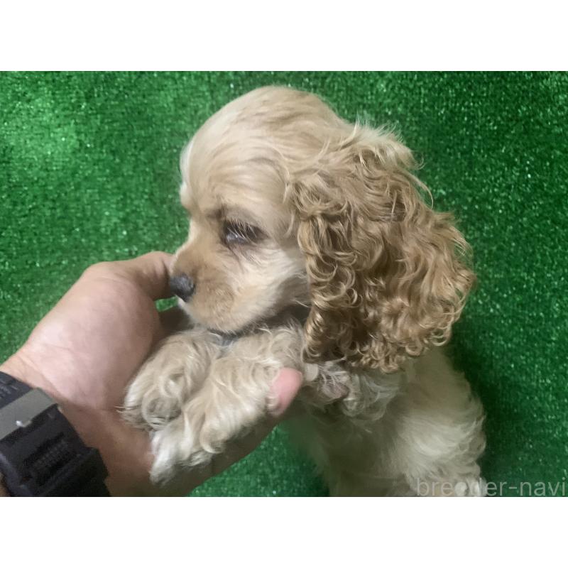 販売中の愛知県のアメリカンコッカースパニエル-414683の2枚目