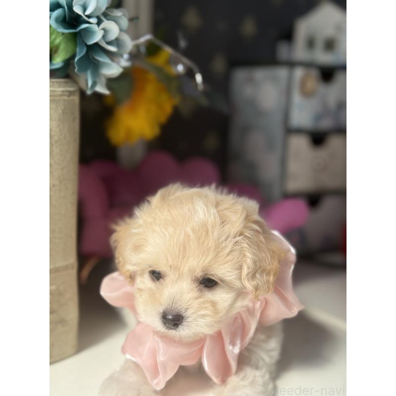 成約済の宮崎県のチワプー:チワワ×トイプードル-413237の7枚目