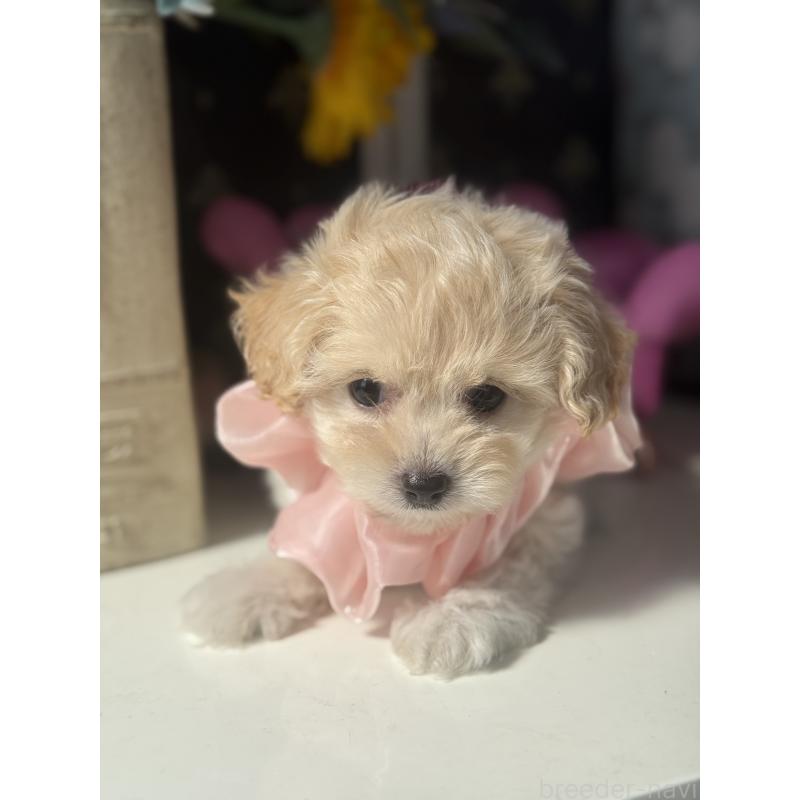 成約済の宮崎県のチワプー:チワワ×トイプードル-413237の6枚目