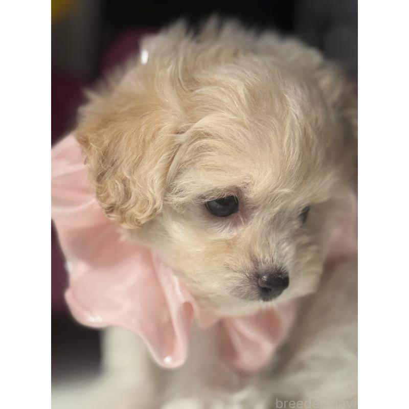 成約済の宮崎県のチワプー:チワワ×トイプードル-413237の5枚目