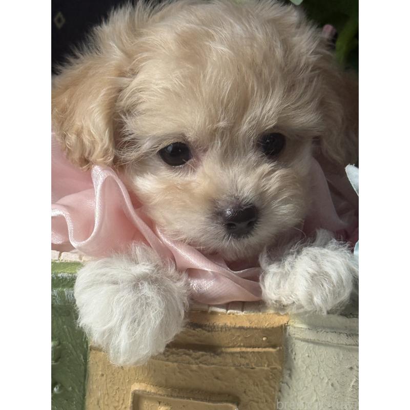 成約済の宮崎県のチワプー:チワワ×トイプードル-413237の4枚目