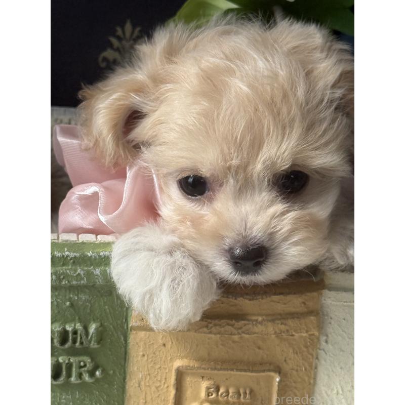 成約済の宮崎県のチワプー:チワワ×トイプードル-413237の3枚目