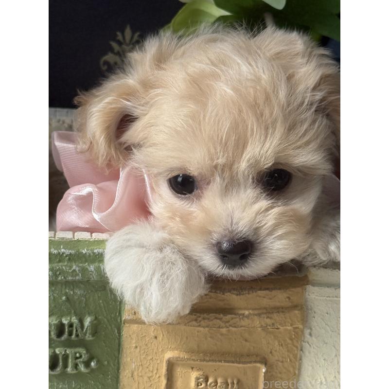 成約済の宮崎県のチワプー:チワワ×トイプードル-413237の2枚目