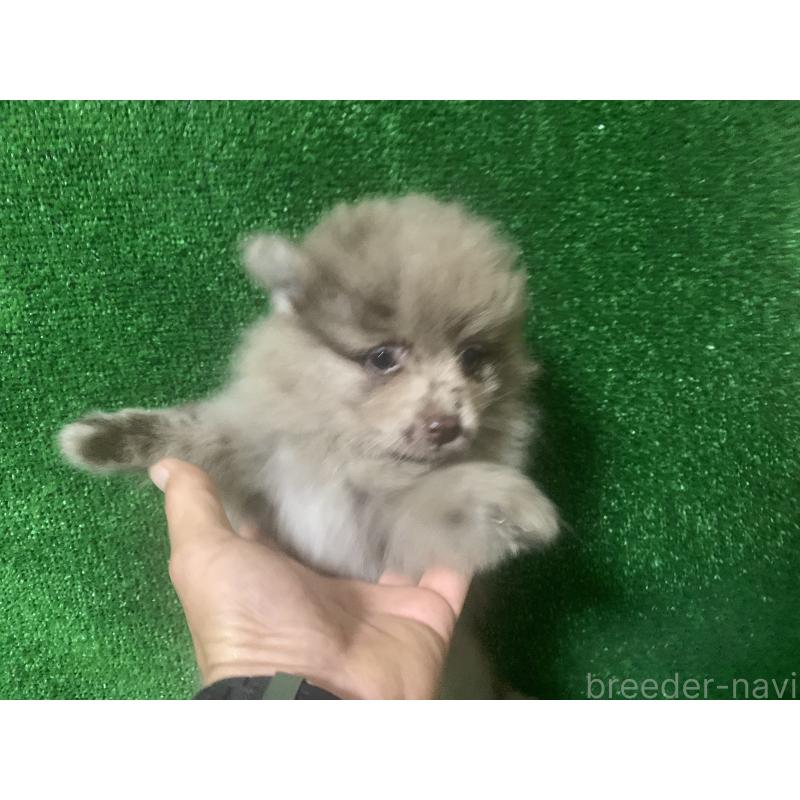 販売中の愛知県のポメラニアン-414688の3枚目