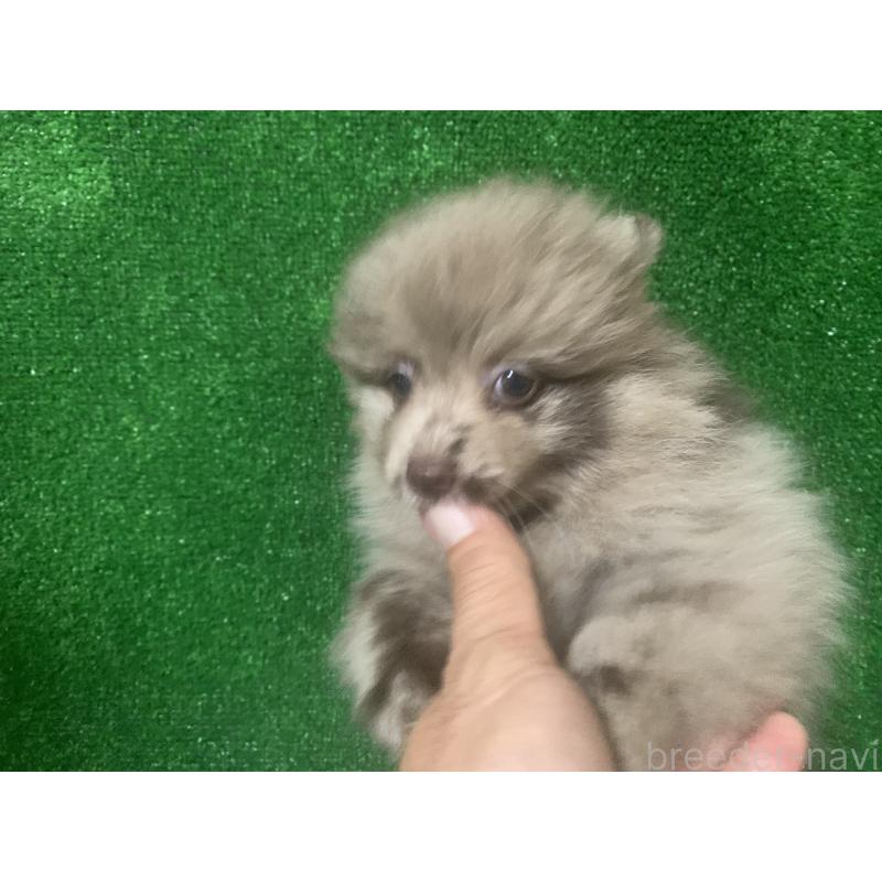 販売中の愛知県のポメラニアン-414688の2枚目