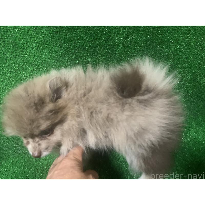販売中の愛知県のポメラニアン-414695の4枚目