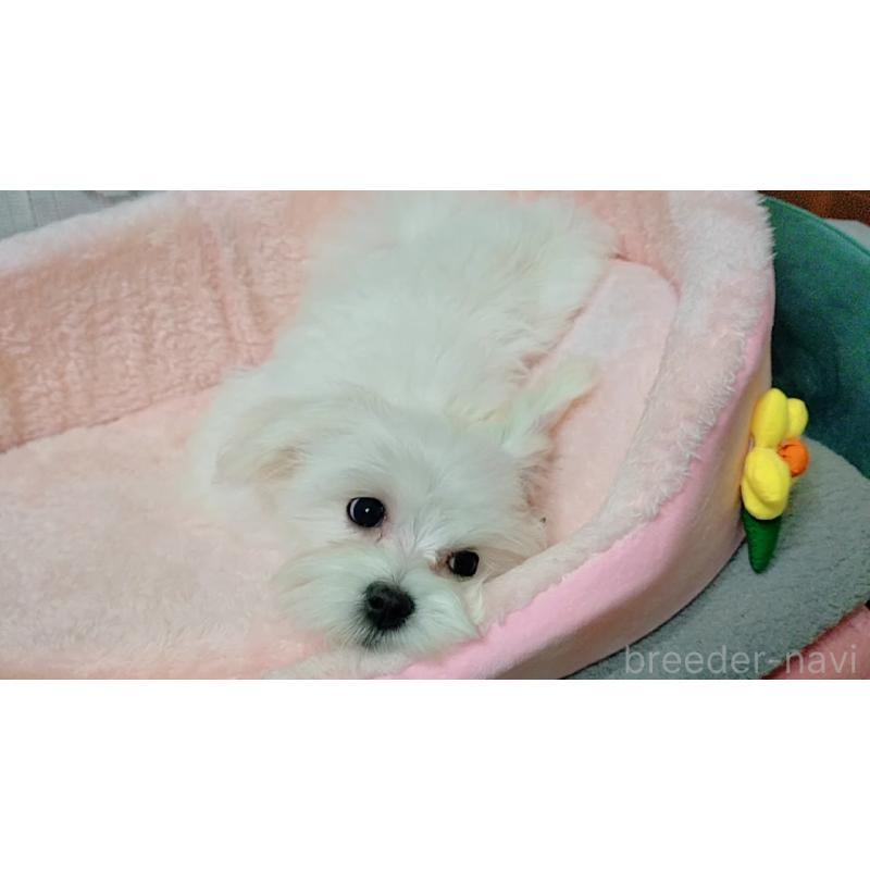 成約済の鳥取県のマルチーズ-401144の2枚目