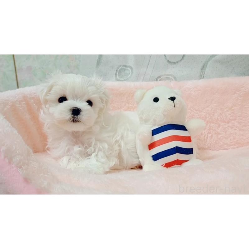 成約済の鳥取県のマルチーズ-413475の3枚目