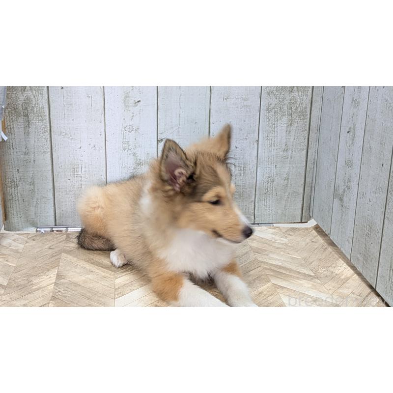 販売中の熊本県のシェットランドシープドッグ(シェルティ)-403422の18枚目