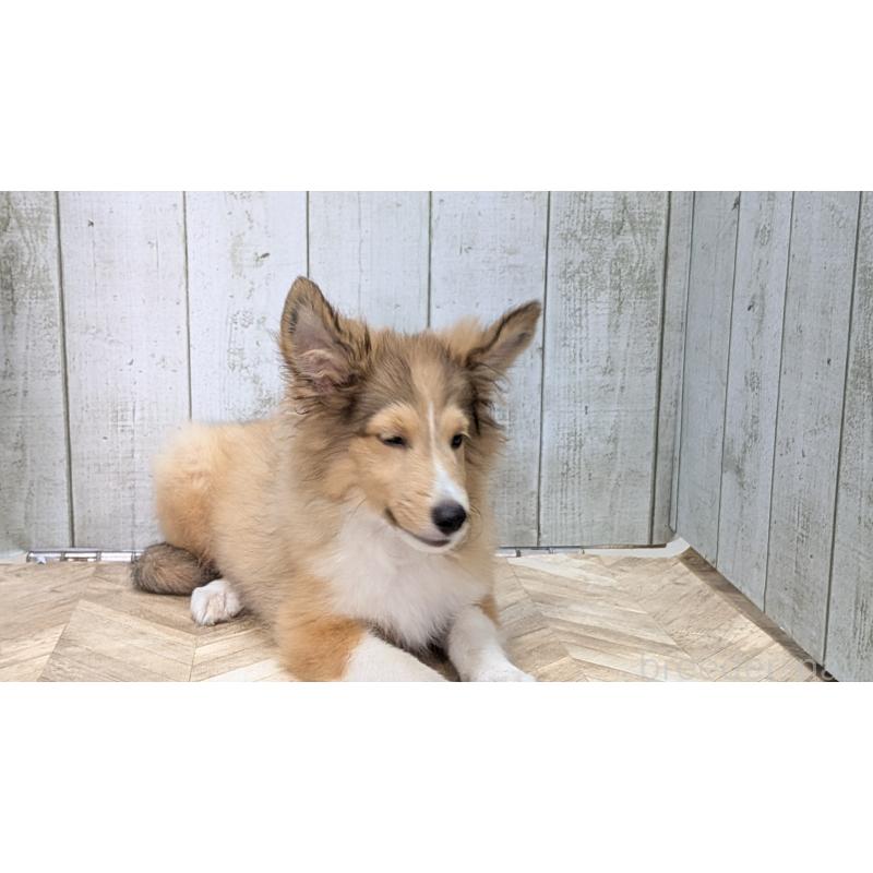販売中の熊本県のシェットランドシープドッグ(シェルティ)-403422の17枚目