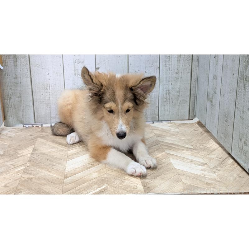 販売中の熊本県のシェットランドシープドッグ(シェルティ)-403422の16枚目