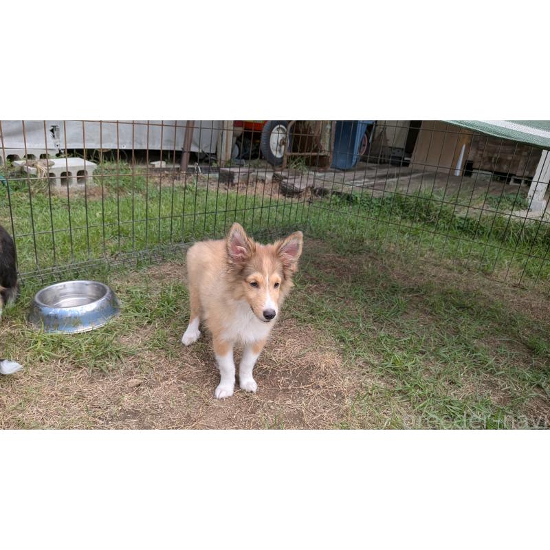 販売中の熊本県のシェットランドシープドッグ(シェルティ)-403422の15枚目