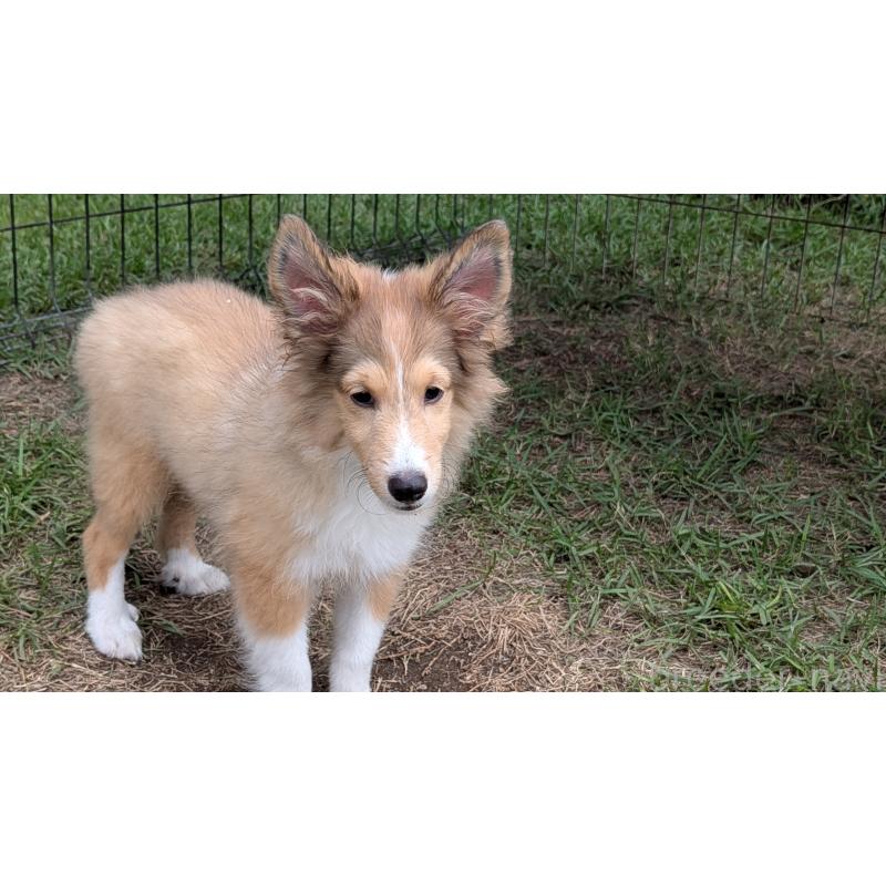 販売中の熊本県のシェットランドシープドッグ(シェルティ)-403422の14枚目