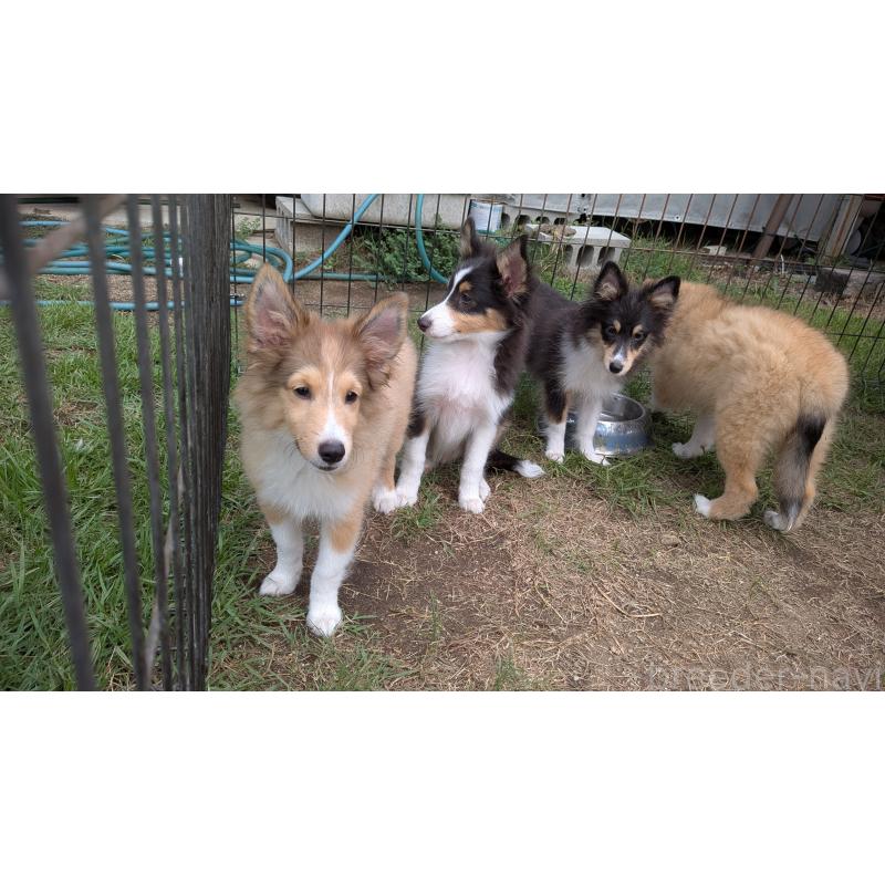 販売中の熊本県のシェットランドシープドッグ(シェルティ)-403422の13枚目