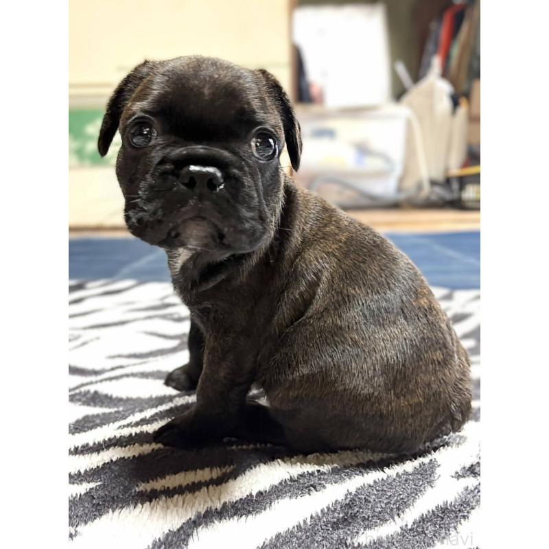 成約済の愛媛県のフレンチブルドッグ-412153の31枚目