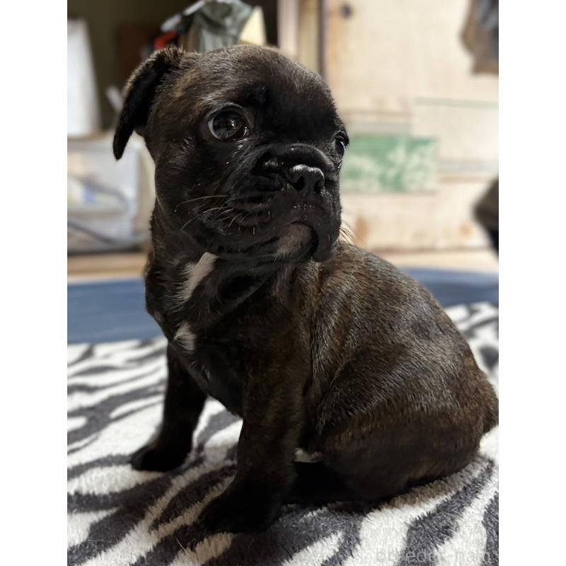 成約済の愛媛県のフレンチブルドッグ-412153の30枚目