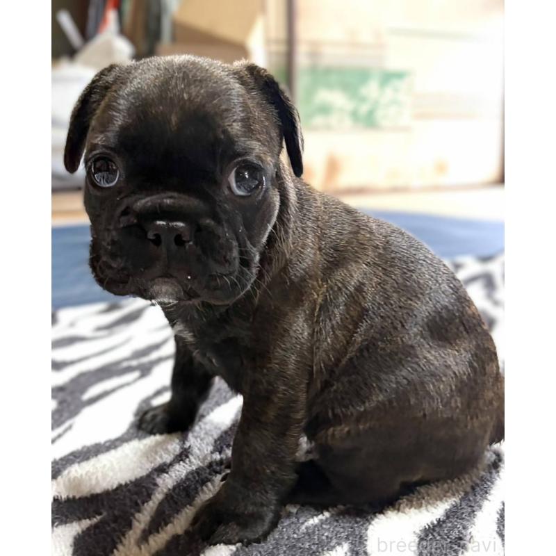 成約済の愛媛県のフレンチブルドッグ-412153の29枚目