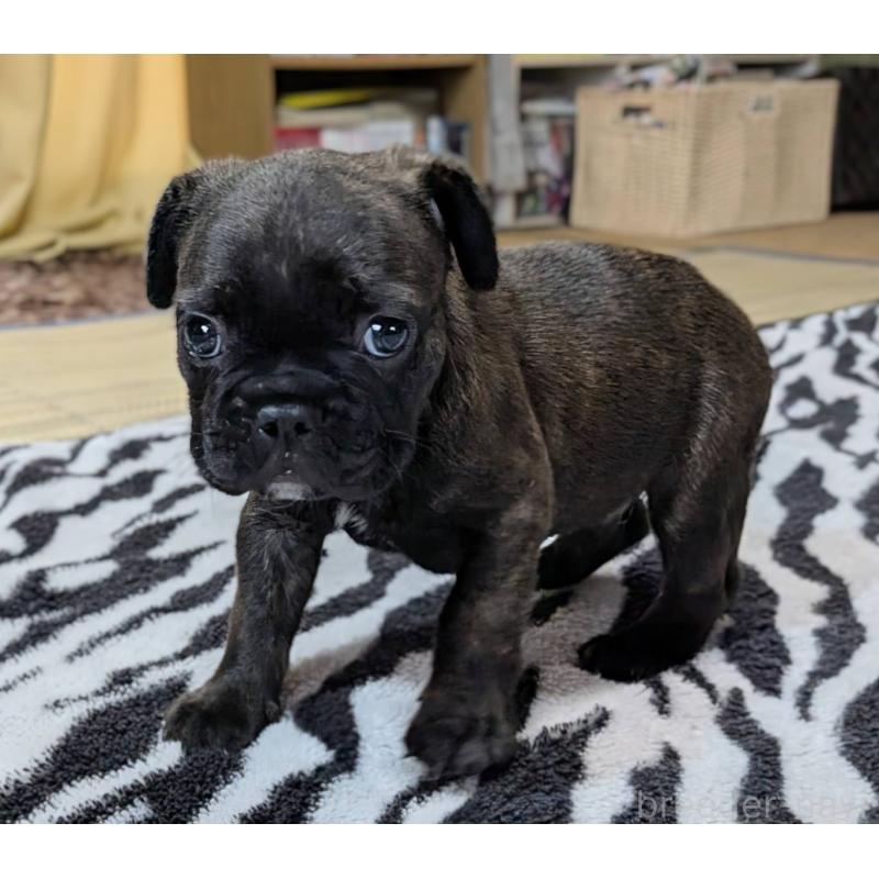 成約済の愛媛県のフレンチブルドッグ-412153の28枚目