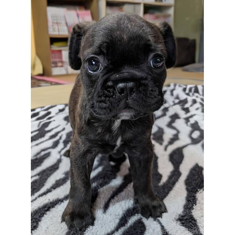 成約済の愛媛県のフレンチブルドッグ-412153の27枚目