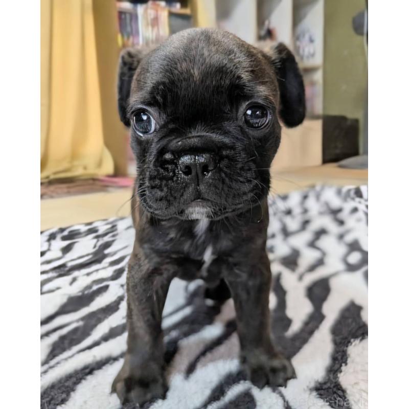 成約済の愛媛県のフレンチブルドッグ-412153の26枚目