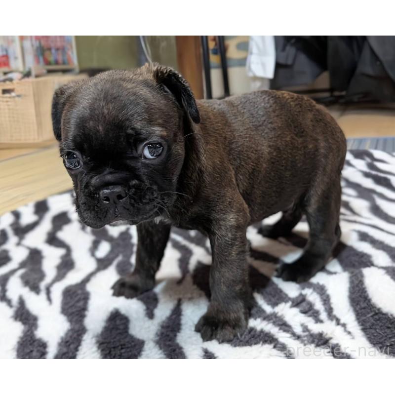 成約済の愛媛県のフレンチブルドッグ-412153の25枚目