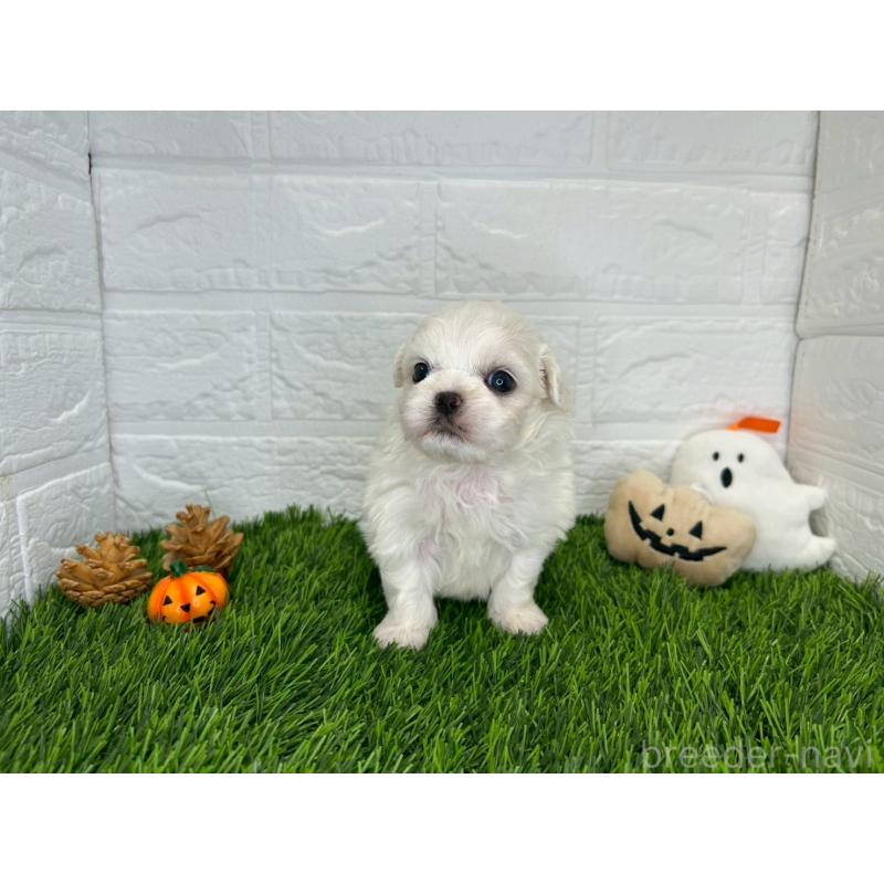 販売中の茨城県のミックス犬-414730の9枚目