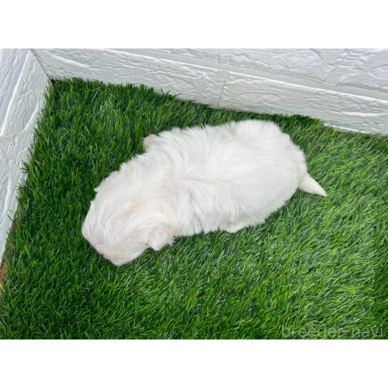 販売中の茨城県のミックス犬-414730の7枚目