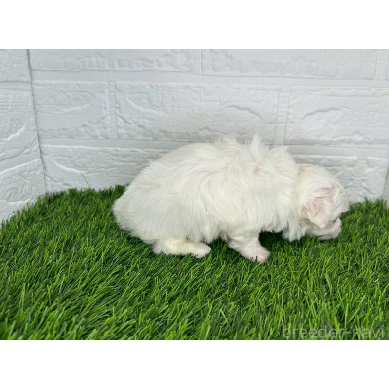 販売中の茨城県のミックス犬-414730の6枚目