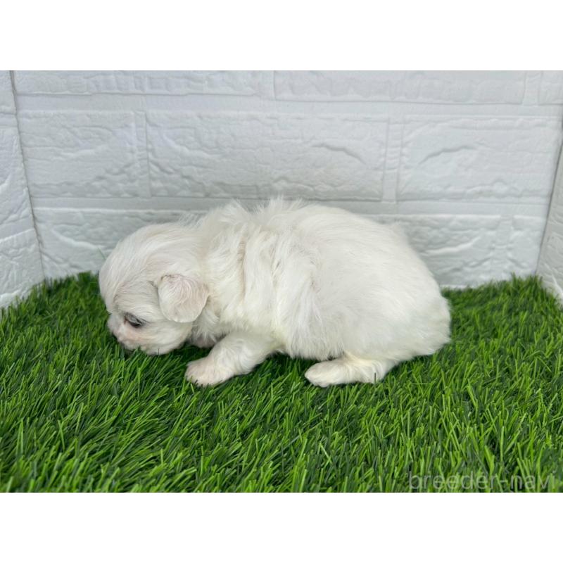 販売中の茨城県のミックス犬-414730の5枚目