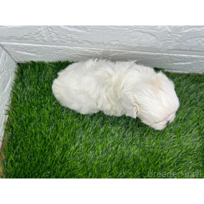 販売中の茨城県のミックス犬-414733の14枚目