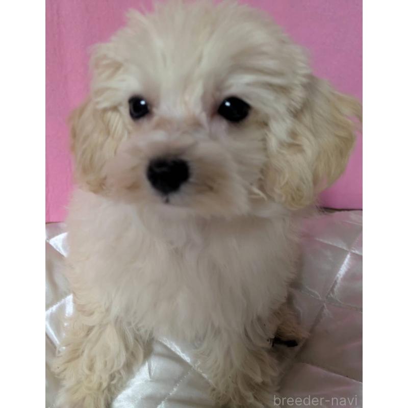 販売中の埼玉県のマルプー:マルチーズ×トイプードル-404240の4枚目