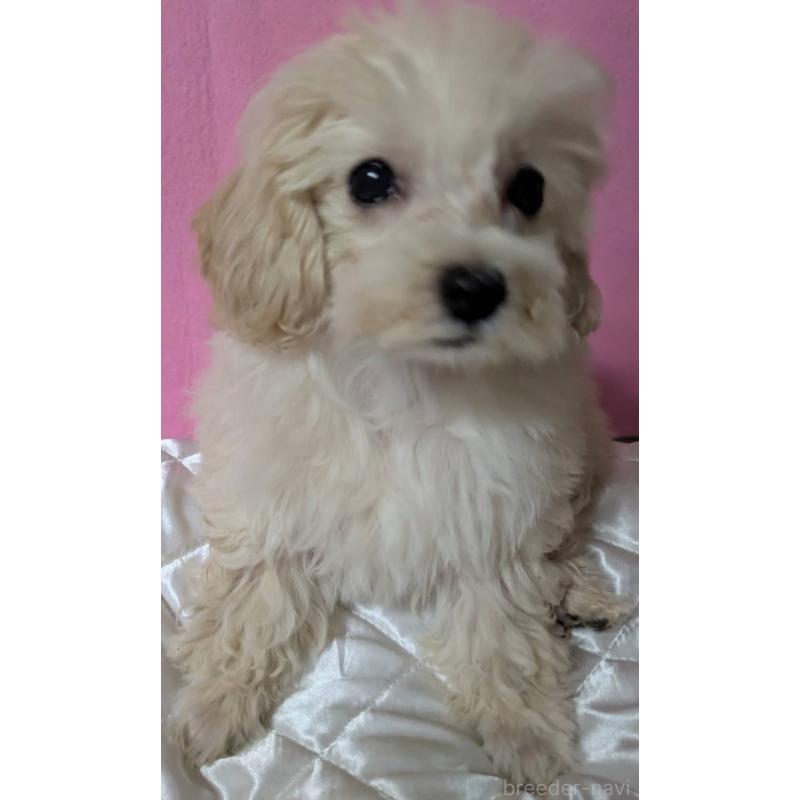 販売中の埼玉県のマルプー:マルチーズ×トイプードル-404240の3枚目