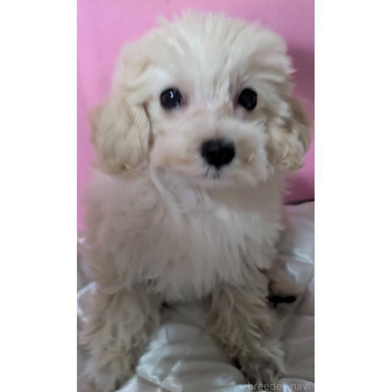 販売中の埼玉県のマルプー:マルチーズ×トイプードル-404240の2枚目