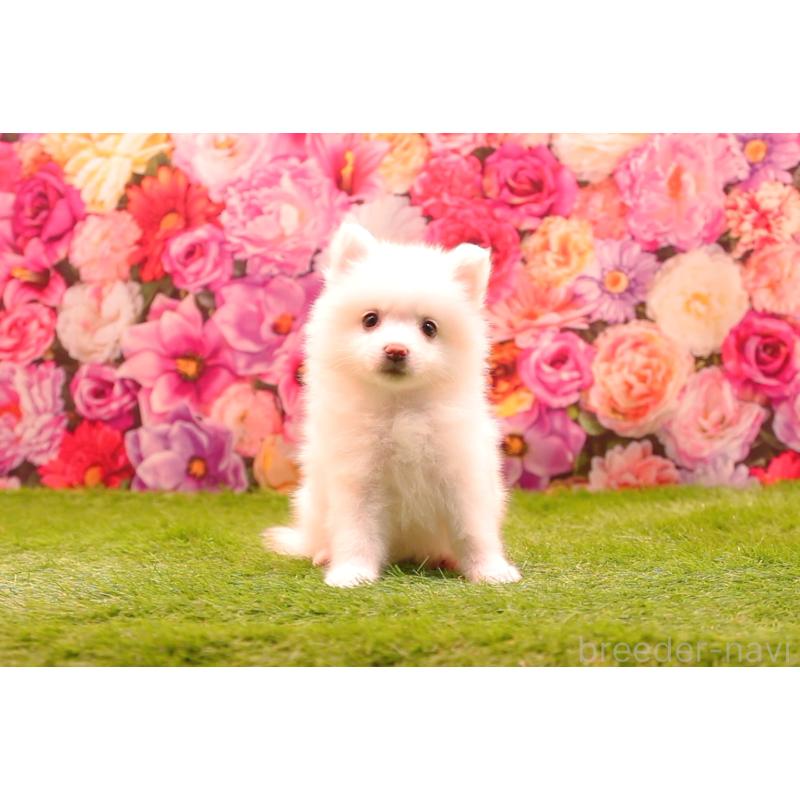 成約済の茨城県の日本スピッツ-413553の5枚目