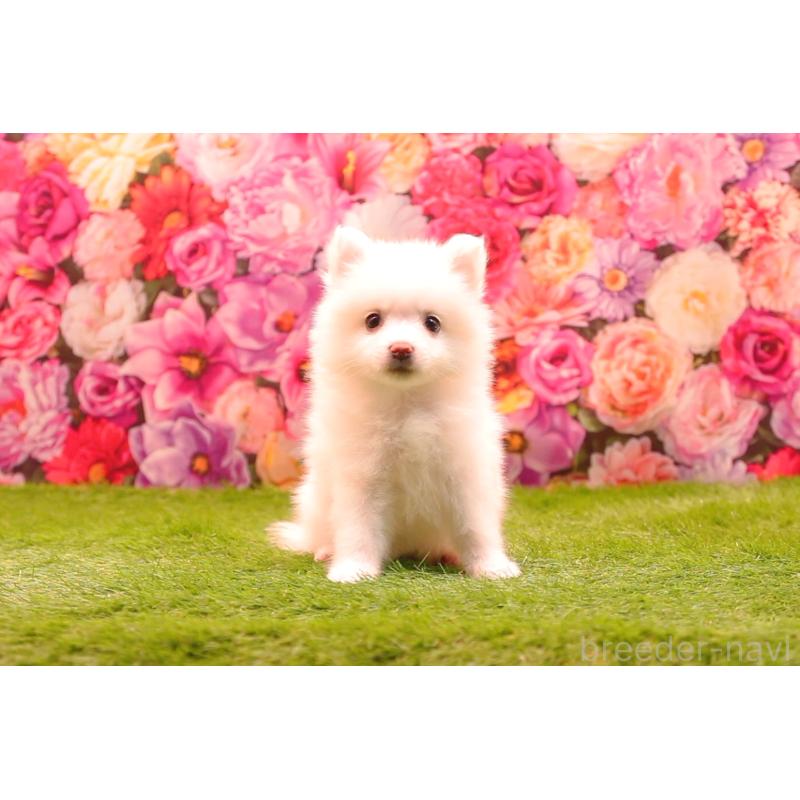 成約済の茨城県の日本スピッツ-413553の4枚目