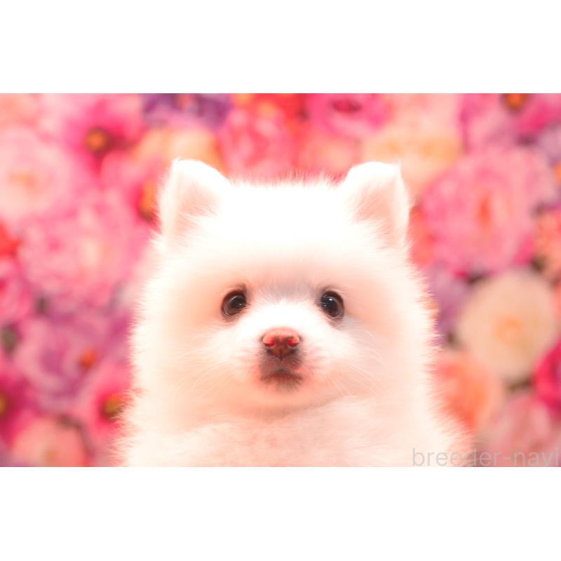 成約済の茨城県の日本スピッツ-413553の2枚目