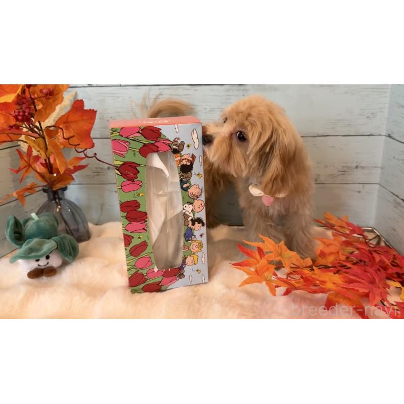 販売中の埼玉県のマルプー:マルチーズ×トイプードル-393326の29枚目