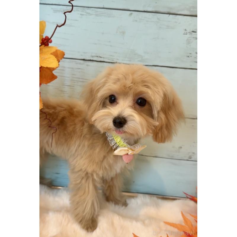 販売中の埼玉県のマルプー:マルチーズ×トイプードル-393326の28枚目