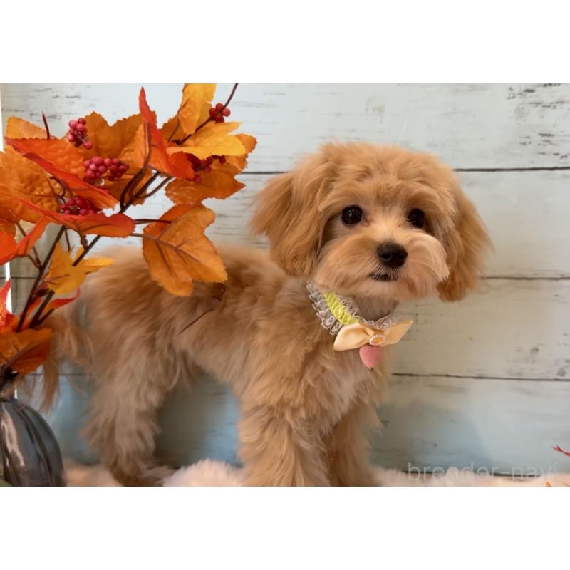 販売中の埼玉県のマルプー:マルチーズ×トイプードル-393326の27枚目