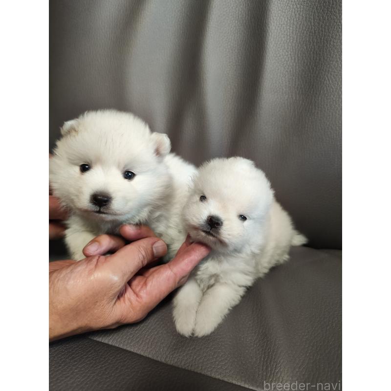 商談中の静岡県の日本スピッツ-413563の2枚目